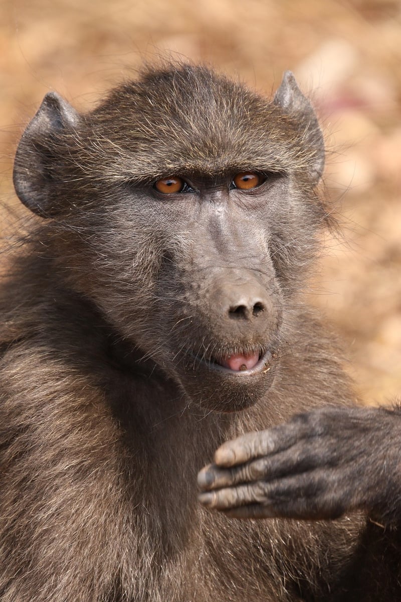 African-South American Crossover